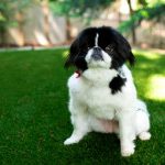 Chula Vista Pet Turf Installation, Artificial Pet Turf Company