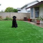 Synthetic Lawn Pet Turf Chula Vista, Top Rated Artificial Grass Installation for Dogs
