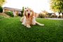 Synthetic Grass For Dogs Chula Vista, Artificial Lawn Dog Run Installation