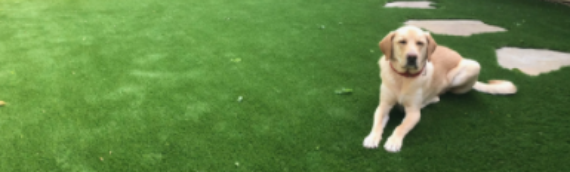 ▷Best Artificial Grass For Dogs Chula Vista