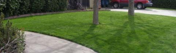 ▷7 Tips To Care For Your Artificial Grass In Winter Season Chula Vista