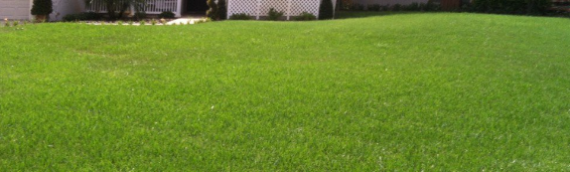 ▷7 Tips To Pick Best Artificial Grass For Your Space In Chula Vista