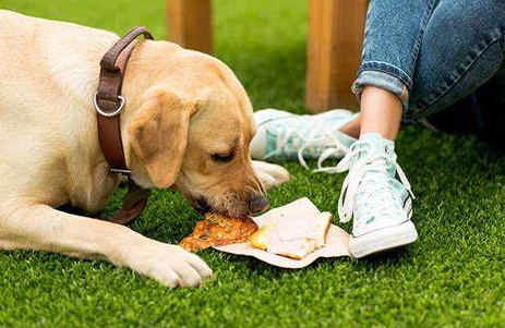 How To Stop Your Dog Eating Artificial Grass In Chula Vista?
