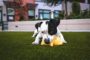 5 Reasons That Artificial Grass Is Pet Friendly In Chula Vista